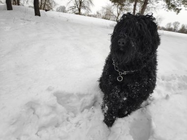 Siyah Teriyer. Rus siyah teriyeri. Büyük köpek. Siyah tüylü köpek. Büyük köpek burnu. Ağızlık ve köpek dişleri..