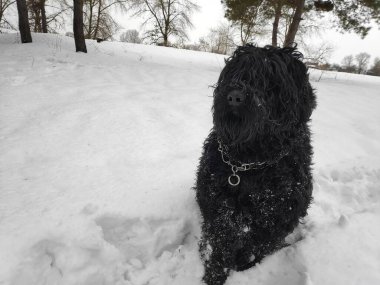 Siyah Teriyer. Rus siyah teriyeri. Büyük köpek. Siyah tüylü köpek. Büyük köpek burnu. Ağızlık ve köpek dişleri..