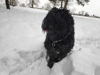 Siyah Teriyer. Rus siyah teriyeri. Büyük köpek. Siyah tüylü köpek. Büyük köpek burnu. Ağızlık ve köpek dişleri..
