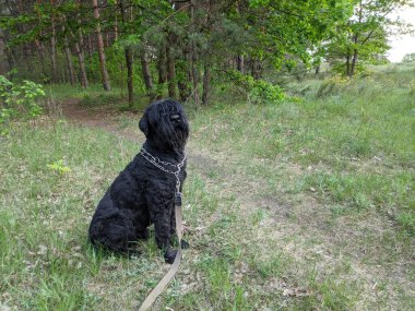 Siyah Teriyer. Rus siyah teriyeri. Büyük köpek. Siyah tüylü köpek. Büyük köpek burnu. Ağızlık ve köpek dişleri..