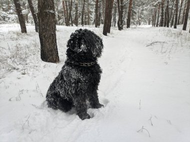 Siyah Teriyer. Rus siyah teriyeri. Büyük köpek. Siyah tüylü köpek. Büyük köpek burnu. Ağızlık ve köpek dişleri..