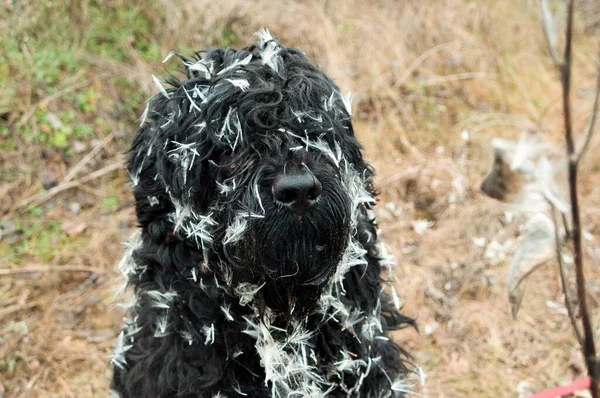 俄国黑狗 黑色毛茸茸的狗大狗鼻子 狗的嘴和尖牙 — 图库照片