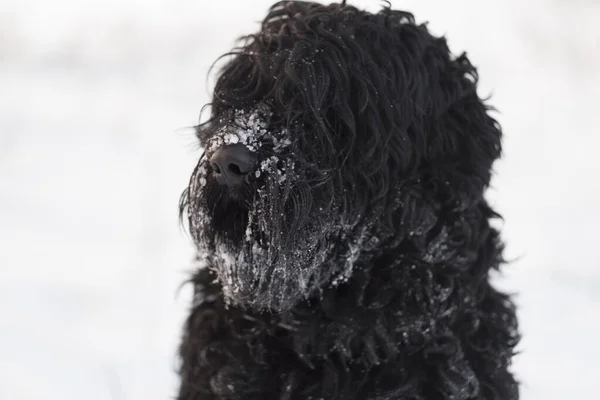 ブラック テリア ロシアのブラック テリア 大きな犬だ ブラック シャギー ドッグ 大きな犬の鼻 犬の銃口と牙 — ストック写真