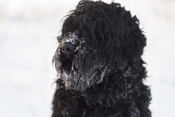 Black Terrier Russian Black Terrier Big Dog Black Shaggy Dog — Stock Photo, Image