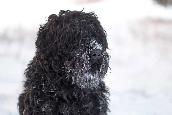 Чорний Тер Російський Чорний Тер Великий Собака Чорний Кошлатий Собака — стокове фото