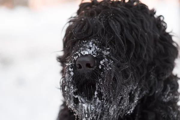 Черный Терьер Русский Черный Терьер Большая Собака Черный Лохматый Пес — стоковое фото