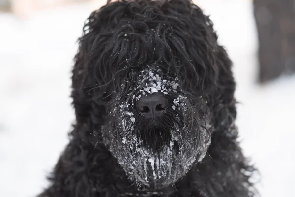 Siyah Teriyer. Rus siyah teriyeri. Büyük köpek. Siyah tüylü köpek. Büyük köpek burnu. Ağızlık ve köpek dişleri..