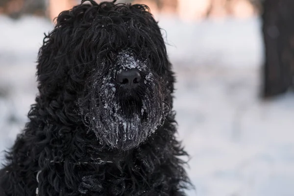 Чорний Тер Російський Чорний Тер Великий Собака Чорний Кошлатий Собака — стокове фото
