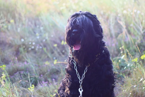 Černý Teriér Ruský Černý Teriér Velký Pes Černý Chlupatý Pes — Stock fotografie