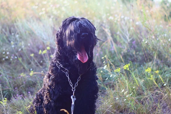 Terrier Negro Terrier Negro Russo Cão Grande Cão Preto Desgrenhado — Fotografia de Stock