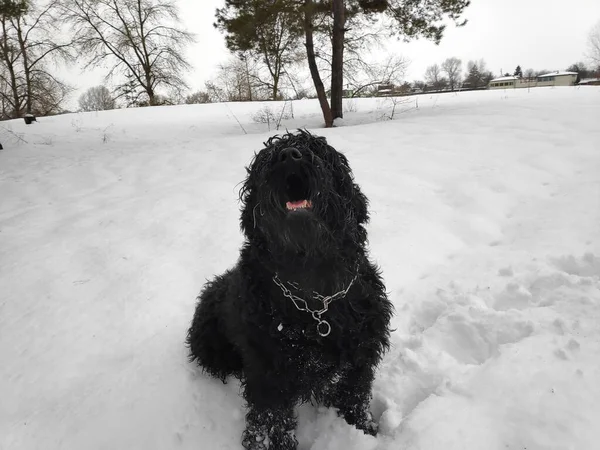Black Terrier Russian Black Terrier Big Dog Black Shaggy Dog — Stock Photo, Image