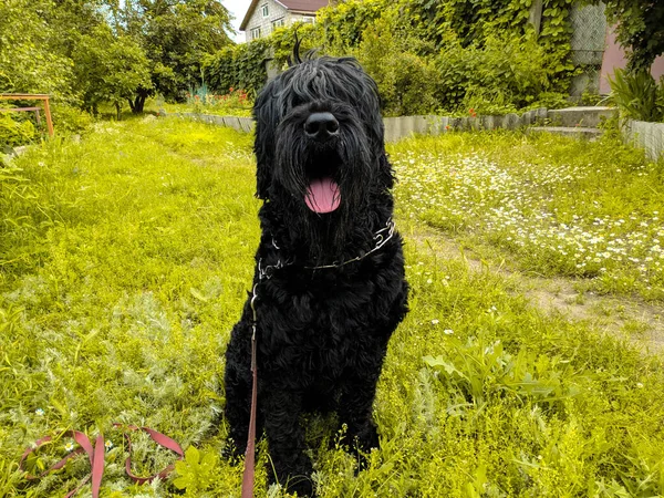Terrier Negro Ruso Negro Terrier Gran Perro Perro Negro Peludo — Foto de Stock
