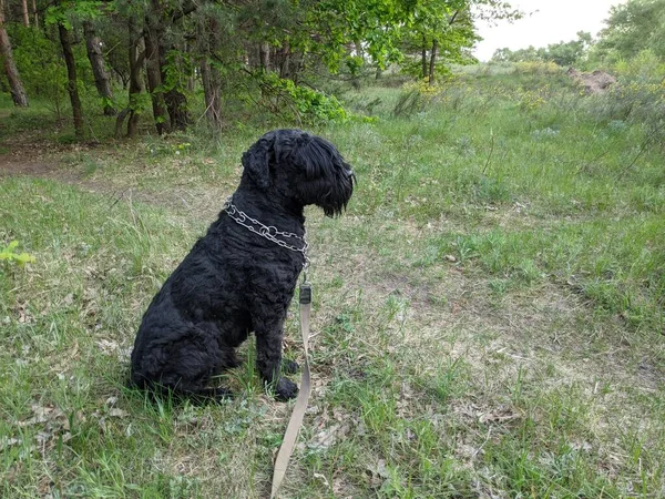 Schwarzer Terrier Russischer Schwarzer Terrier Großer Hund Schwarzer Zotteliger Hund — Stockfoto