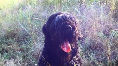 Siyah Teriyer. Rus siyah teriyeri. Büyük köpek. Siyah tüylü köpek. Büyük köpek burnu. Ağızlık ve köpek dişleri..