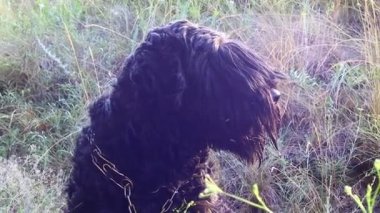 Siyah Teriyer. Rus siyah teriyeri. Büyük köpek. Siyah tüylü köpek. Büyük köpek burnu. Ağızlık ve köpek dişleri..