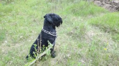 Siyah Teriyer. Rus siyah teriyeri. Büyük köpek. Siyah tüylü köpek. Büyük köpek burnu. Ağızlık ve köpek dişleri..