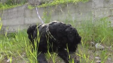 Siyah Teriyer. Rus siyah teriyeri. Büyük köpek. Siyah tüylü köpek. Büyük köpek burnu. Ağızlık ve köpek dişleri..