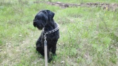 Siyah Teriyer. Rus siyah teriyeri. Büyük köpek. Siyah tüylü köpek. Büyük köpek burnu. Ağızlık ve köpek dişleri..