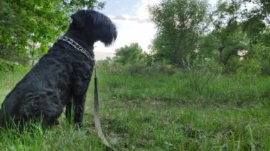 Siyah Teriyer. Rus siyah teriyeri. Büyük köpek. Siyah tüylü köpek. Büyük köpek burnu. Ağızlık ve köpek dişleri..