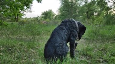 Siyah Teriyer. Rus siyah teriyeri. Büyük köpek. Siyah tüylü köpek. Büyük köpek burnu. Ağızlık ve köpek dişleri..