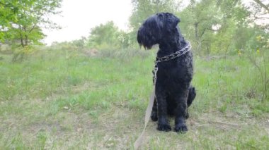 Siyah Teriyer. Rus siyah teriyeri. Büyük köpek. Siyah tüylü köpek. Büyük köpek burnu. Ağızlık ve köpek dişleri..
