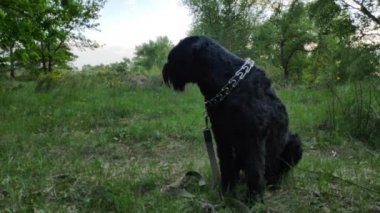 Siyah Teriyer. Rus siyah teriyeri. Büyük köpek. Siyah tüylü köpek. Büyük köpek burnu. Ağızlık ve köpek dişleri..