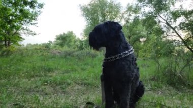 Siyah Teriyer. Rus siyah teriyeri. Büyük köpek. Siyah tüylü köpek. Büyük köpek burnu. Ağızlık ve köpek dişleri..