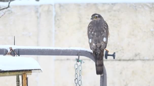 Predatory Bird Falcon Sits Hawk Snow Hawk Hunting — Stock Video