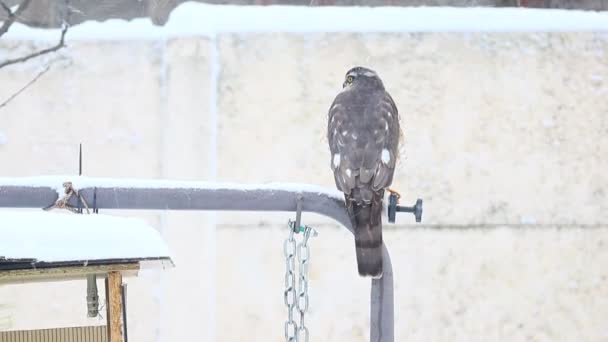 Predatory Bird Falcon Sits Hawk Snow Hawk Hunting — Stock Video