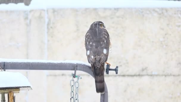 Predatory Bird Falcon Sits Hawk Snow Hawk Hunting — Stock Video