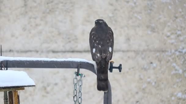 Oiseau Prédateur Faucon Est Assis Faucon Dans Neige Faucon Chasse — Video