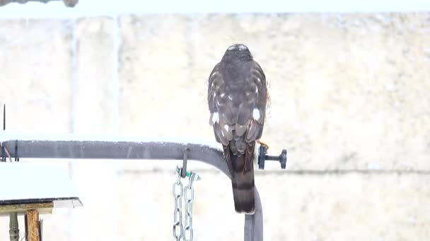 捕食鳥だ 鷹が座ってる 雪の中の鷹 鷹は狩りをしている — ストック動画