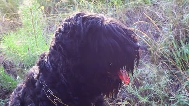 俄国黑狗 黑色毛茸茸的狗大狗鼻子 狗的嘴和尖牙 — 图库视频影像