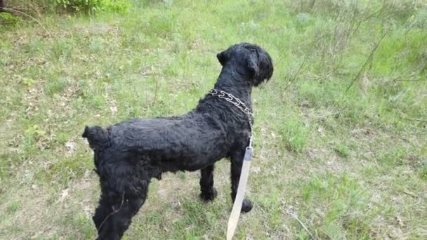 Μαύρο Τεριέ Ρώσικο Μαύρο Τεριέ Μεγάλο Σκυλί Μαύρο Μαλλιαρό Σκυλί — Αρχείο Βίντεο