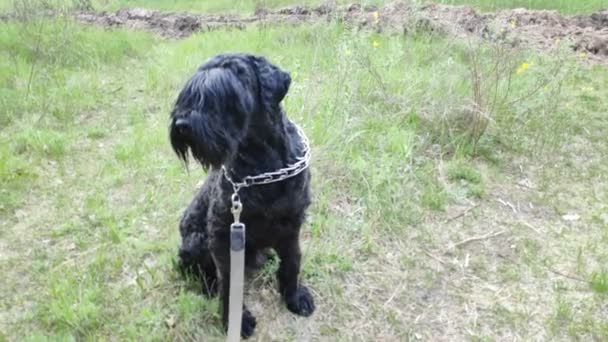 Czarny Terrier Rosyjski Czarny Terrier Duży Pies Czarny Kudłaty Pies — Wideo stockowe