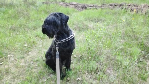ブラック テリア ロシアのブラック テリア 大きな犬だ ブラック シャギー ドッグ 大きな犬の鼻 犬の銃口と牙 — ストック動画