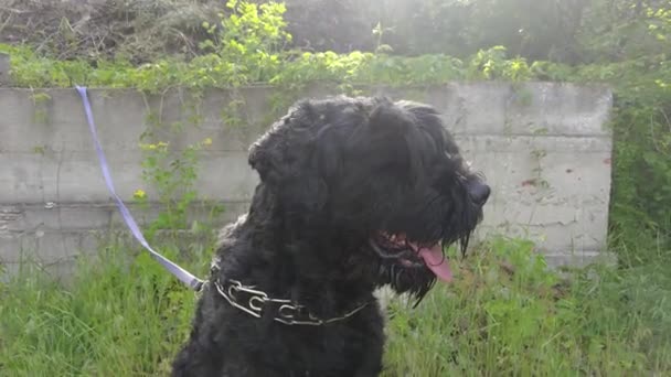 Fekete Terrier Orosz Fekete Terrier Nagy Kutya Fekete Bozontos Kutya — Stock videók