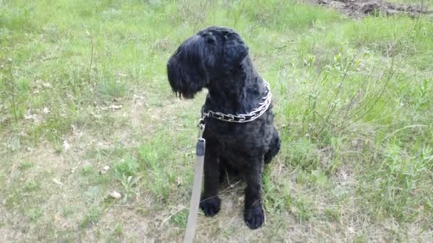 Zwarte Terriër Russische Zwarte Terriër Grote Hond Zwarte Shaggy Hond — Stockvideo