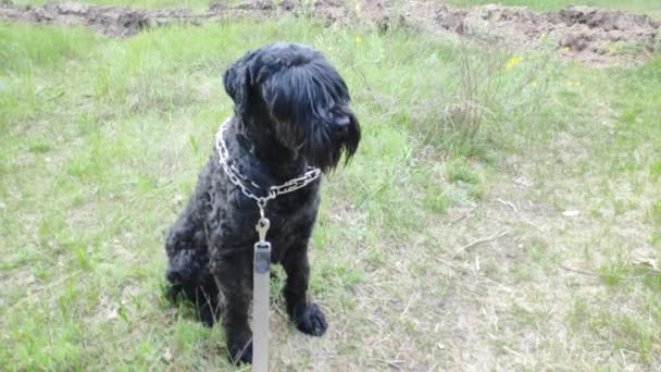 ブラック テリア ロシアのブラック テリア 大きな犬だ ブラック シャギー ドッグ 大きな犬の鼻 犬の銃口と牙 — ストック動画