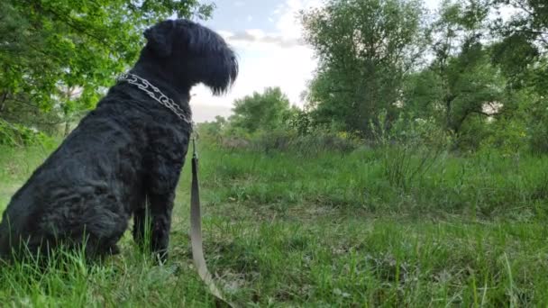 ブラック テリア ロシアのブラック テリア 大きな犬だ ブラック シャギー ドッグ 大きな犬の鼻 犬の銃口と牙 — ストック動画