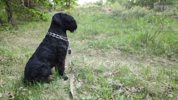 Terrier Negro Ruso Negro Terrier Gran Perro Perro Negro Peludo — Vídeo de stock