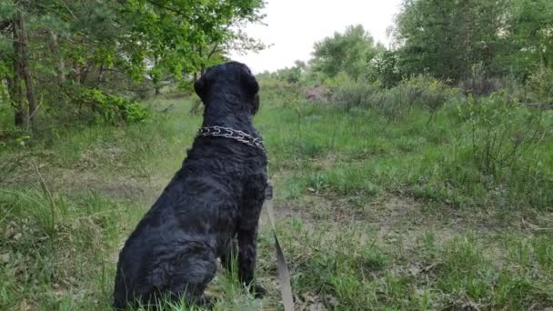 Anjing Hitam Russian Terrier Hitam Anjing Besar Anjing Hitam Berbulu — Stok Video