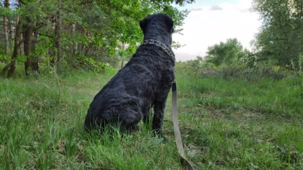 Black Terrier Russian Black Terrier Big Dog Black Shaggy Dog — Stock Video