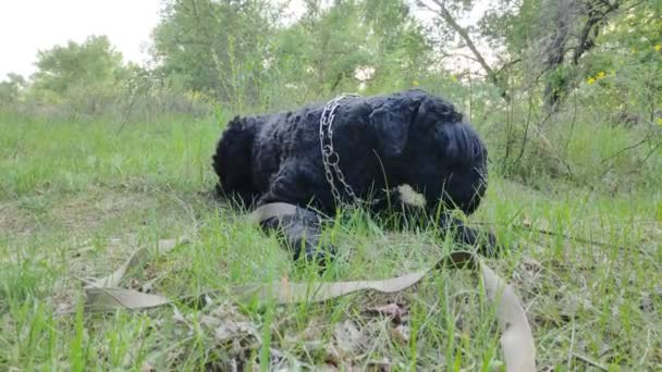 Zwarte Terriër Russische Zwarte Terriër Grote Hond Zwarte Shaggy Hond — Stockvideo