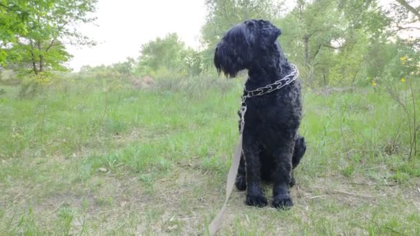 俄国黑狗 黑色毛茸茸的狗大狗鼻子 狗的嘴和尖牙 — 图库视频影像