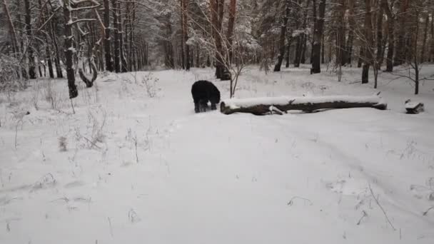 ブラック テリア ロシアのブラック テリア 大きな犬だ ブラック シャギー ドッグ 大きな犬の鼻 犬の銃口と牙 — ストック動画