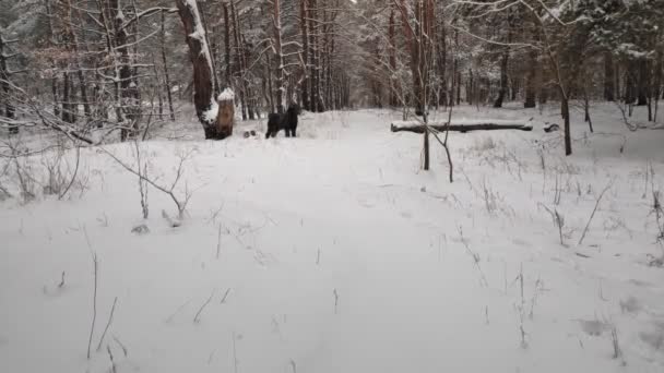 Fekete Terrier Orosz Fekete Terrier Nagy Kutya Fekete Bozontos Kutya — Stock videók