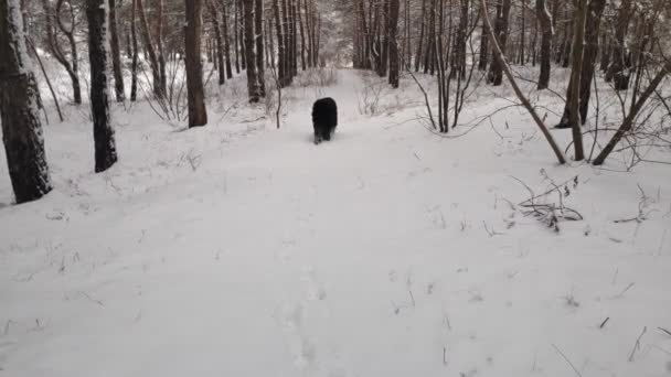 Musta Terrieri Venäläinen Musta Terrieri Iso Koira Musta Takkuinen Koira — kuvapankkivideo