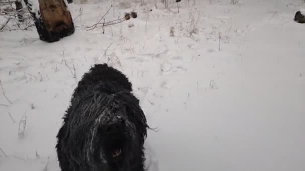 Svart Terrier Rysk Svart Terrier Stor Hund Svart Sjabbig Hund — Stockvideo
