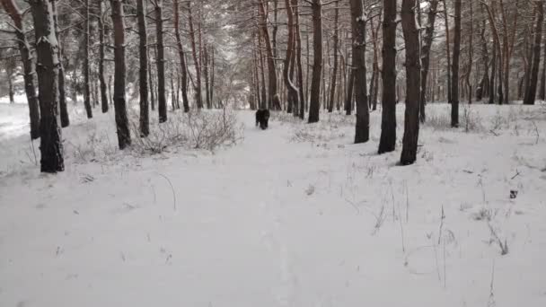 Musta Terrieri Venäläinen Musta Terrieri Iso Koira Musta Takkuinen Koira — kuvapankkivideo